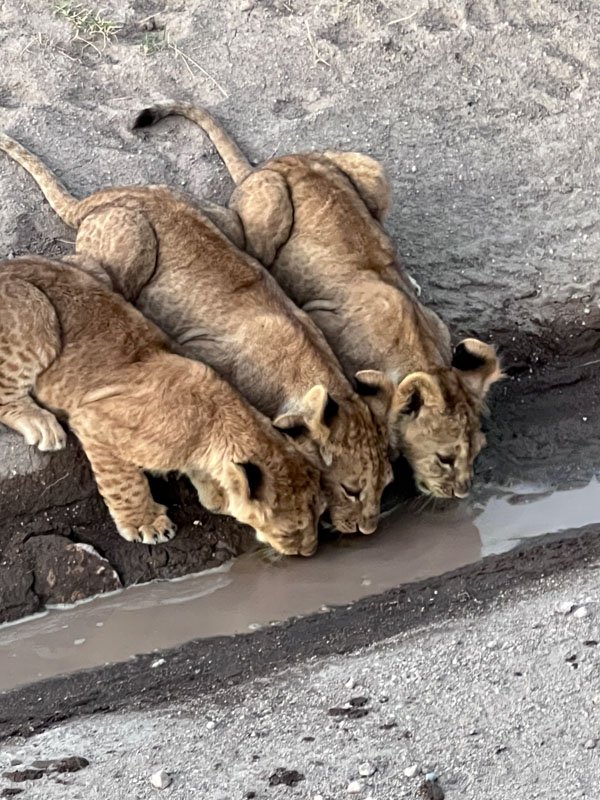 Safari scene
